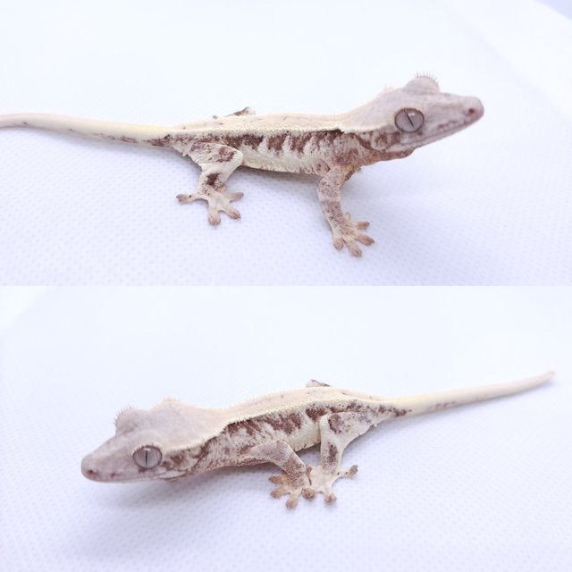 릴리 세이블 세이블 릴리화이트