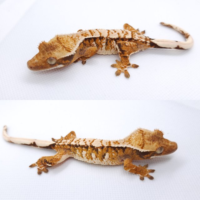 트라이 익스트림할리퀸 텐저린