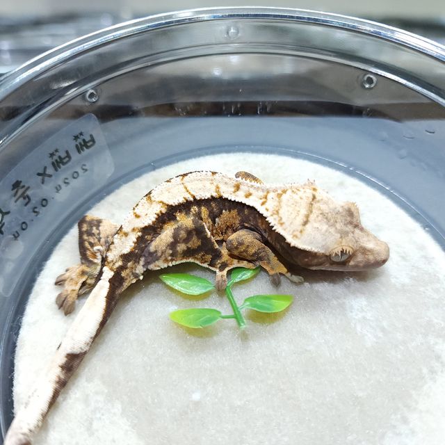 트라이 익스트림할리퀸