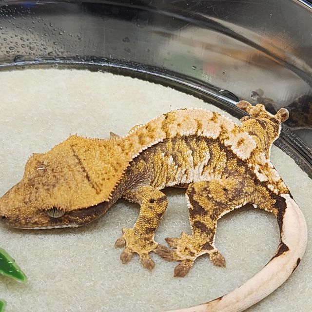트라이 익스트림할리퀸