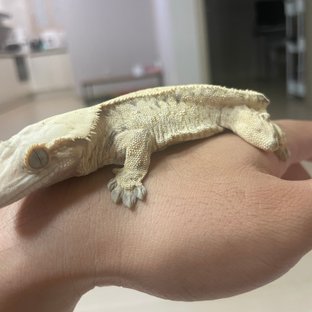 노멀 화이트스팟