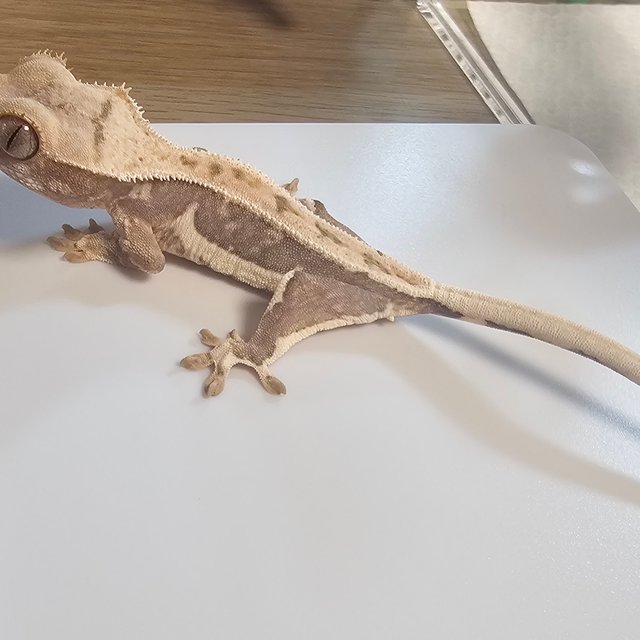 릴리100%헷아잔틱