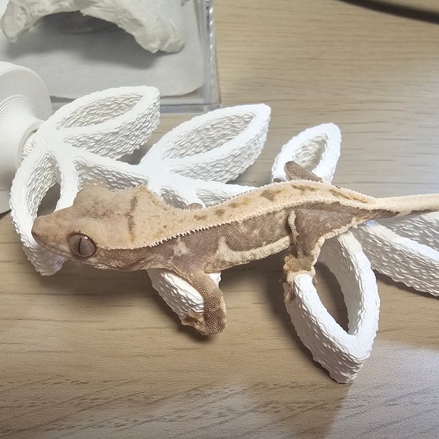 릴리100%헷아잔틱