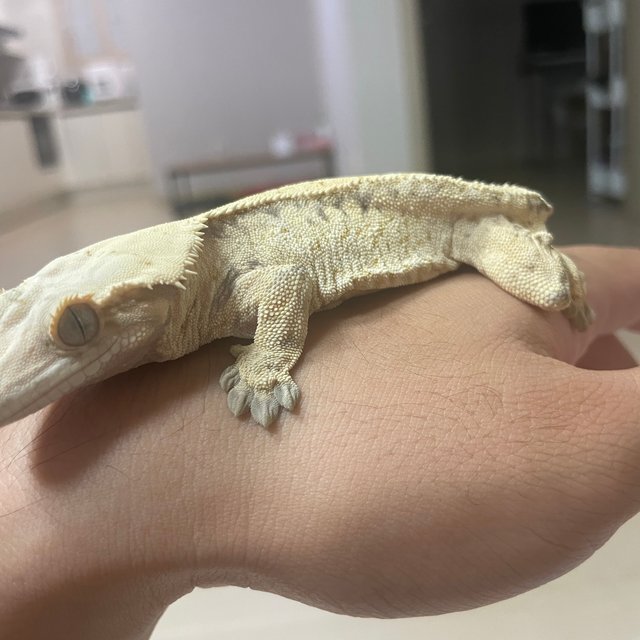 노멀 화이트스팟