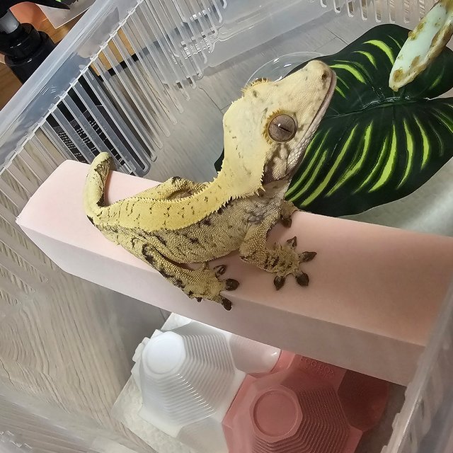 노멀 화이트스팟