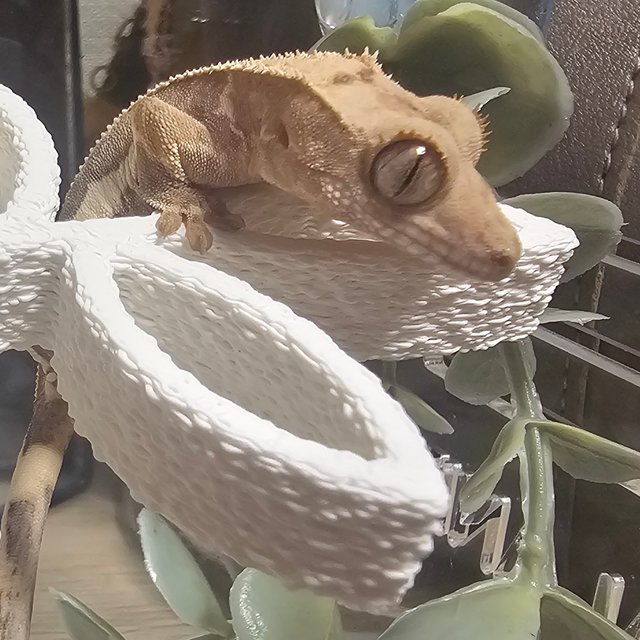 릴리100%헷아잔틱