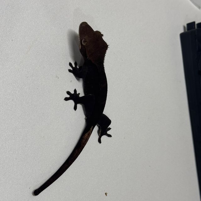 챠콜 알티