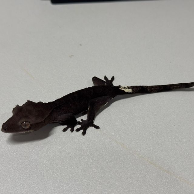 아잔틱 팬텀