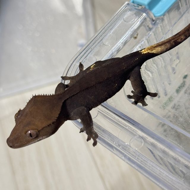 챠콜 알티