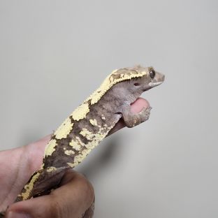 세이블