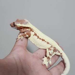 프라푸치노