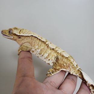옐로우 크림시클