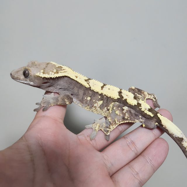 세이블