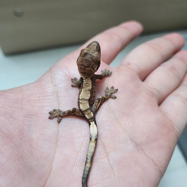 세이블