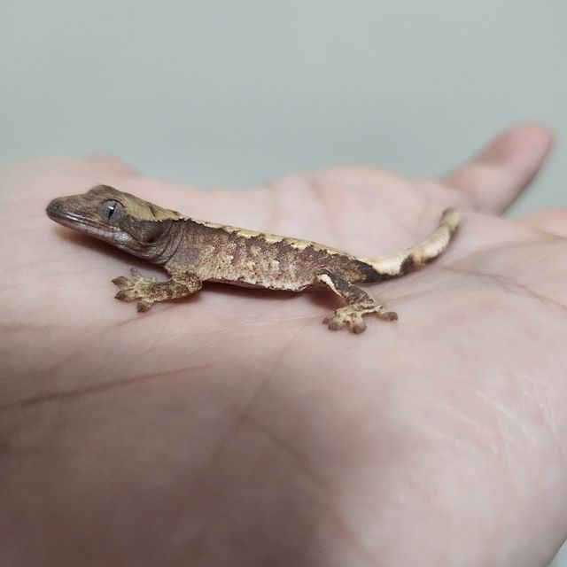 트라이