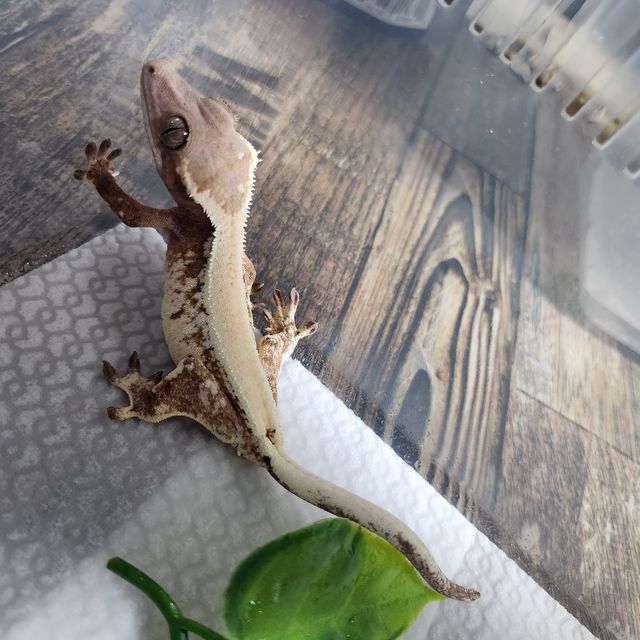 세이블