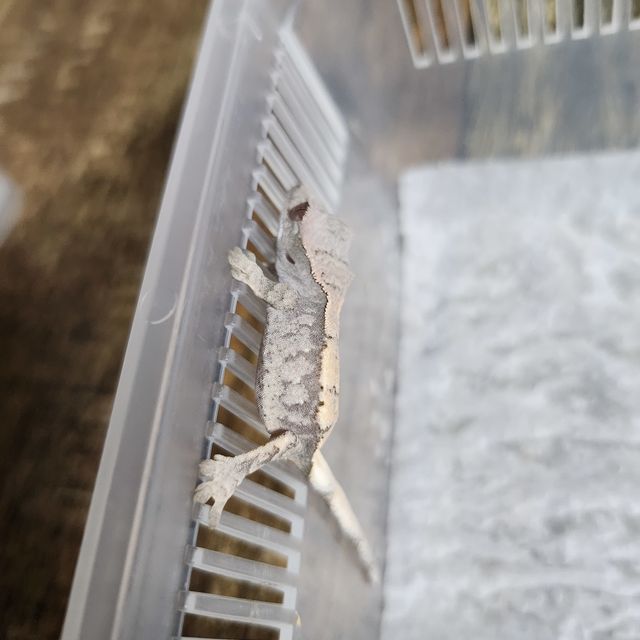 세이블