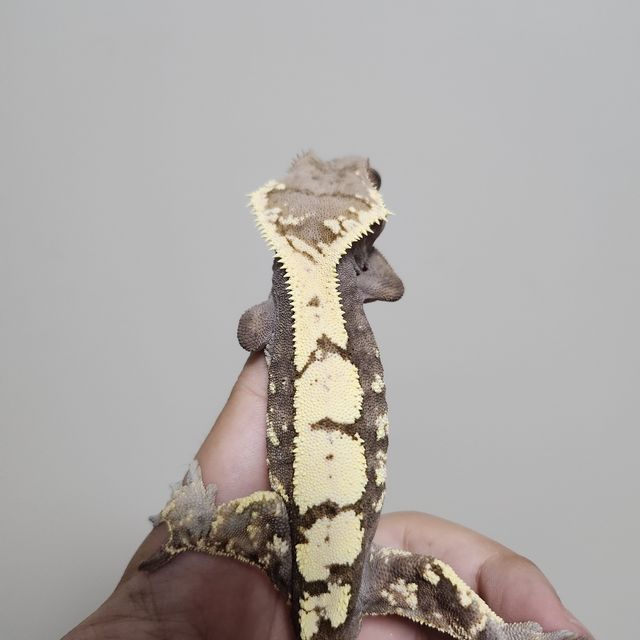 세이블