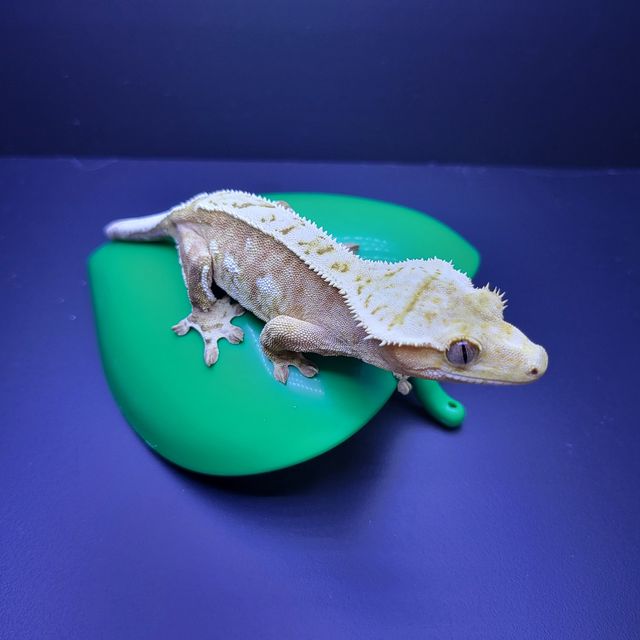 크림시클