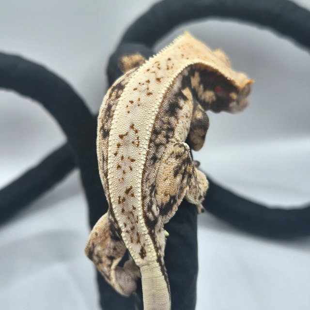 노멀 드리피 화이트스팟 쿼드