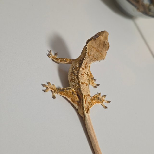 노멀 쿼드 화이트스팟