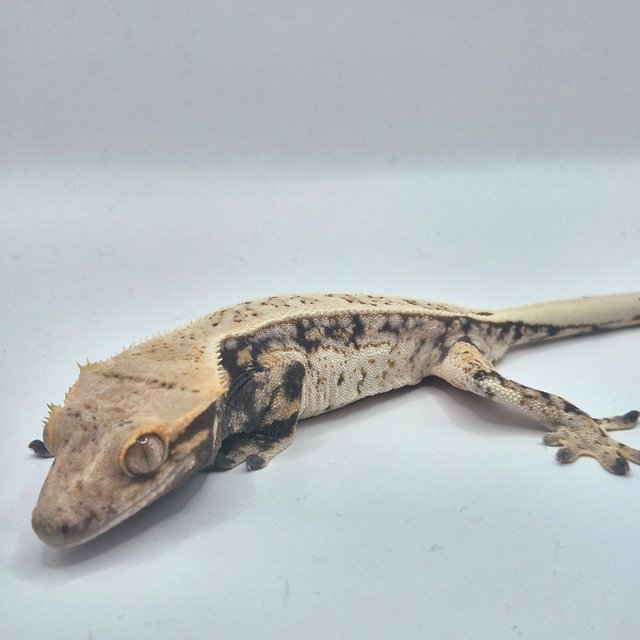 노멀 드리피 화이트스팟 쿼드