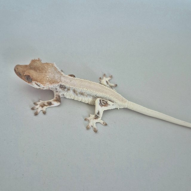 릴리화이트 풀핀