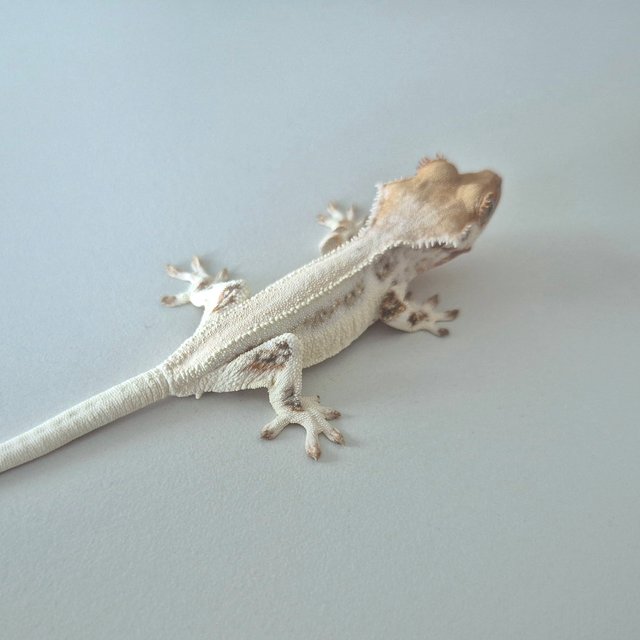 릴리화이트 풀핀