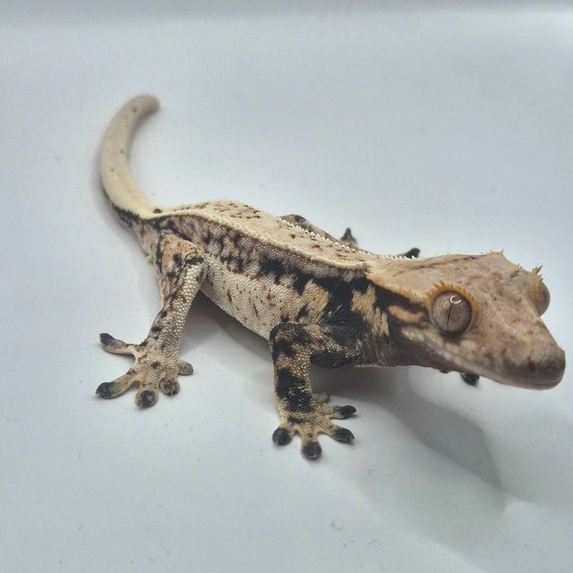 노멀 드리피 화이트스팟 쿼드