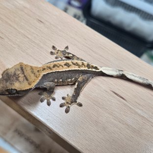 100%헷아잔틱 풀핀 다크