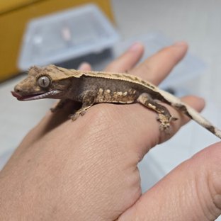 100%헷아잔틱 풀핀 다크