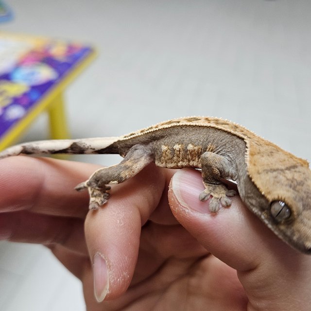 100%헷아잔틱 풀핀 다크