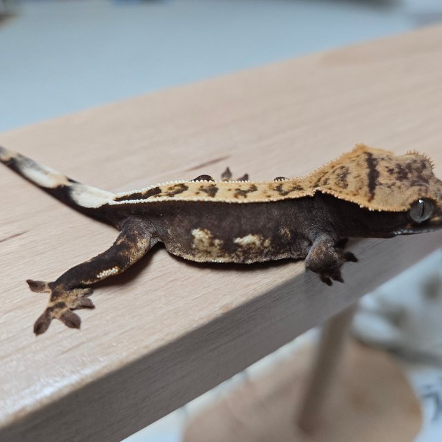 100%헷아잔틱 풀핀