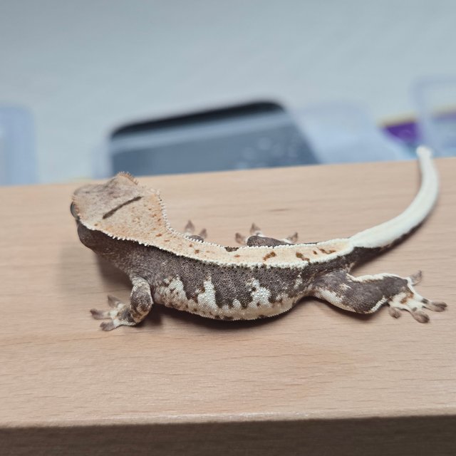 릴리100%헷아잔틱