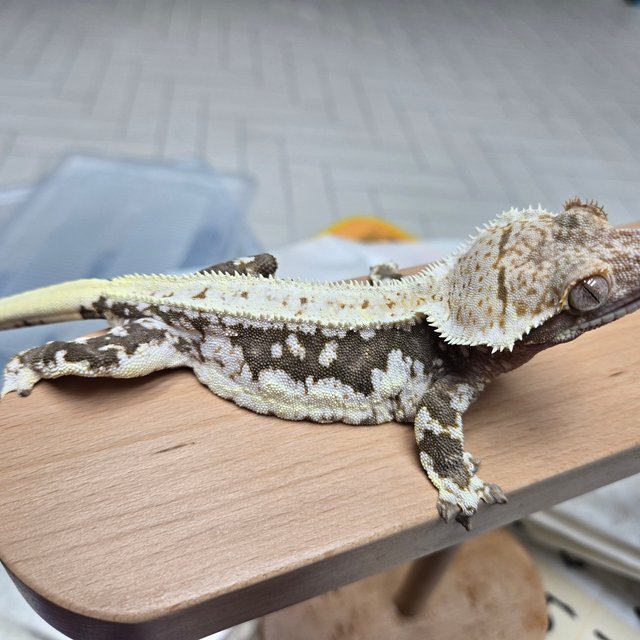 릴리100%헷아잔틱