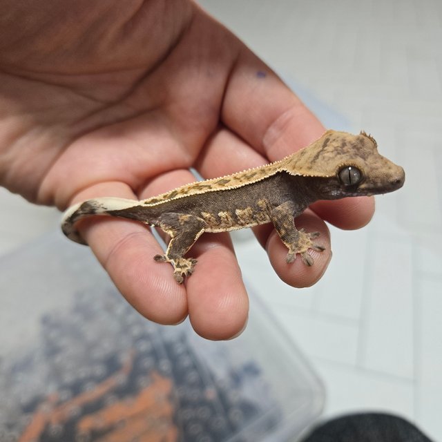 100%헷아잔틱 풀핀 다크