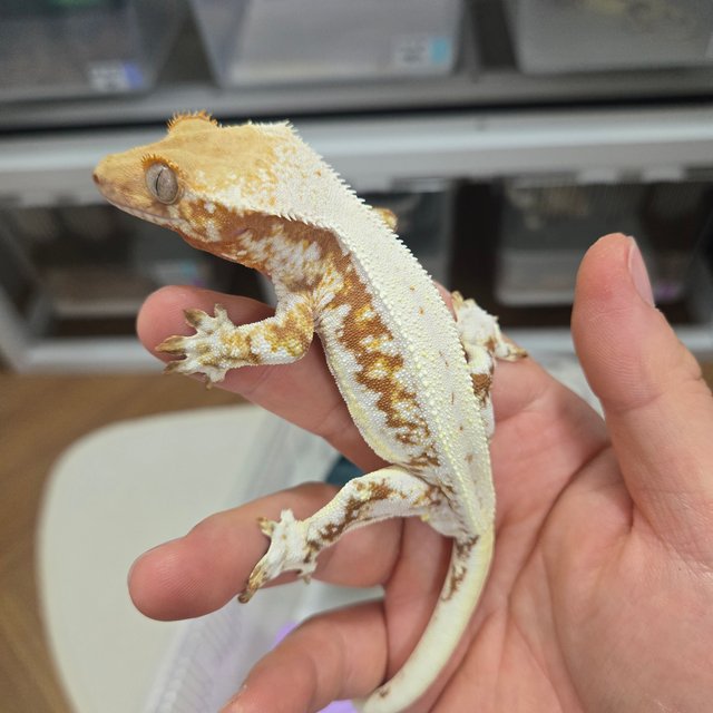 릴리화이트 레드 풀핀