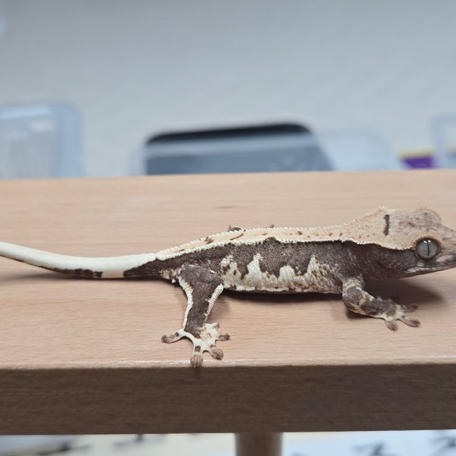 릴리100%헷아잔틱