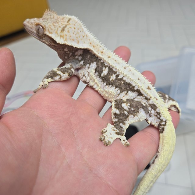 릴리100%헷아잔틱