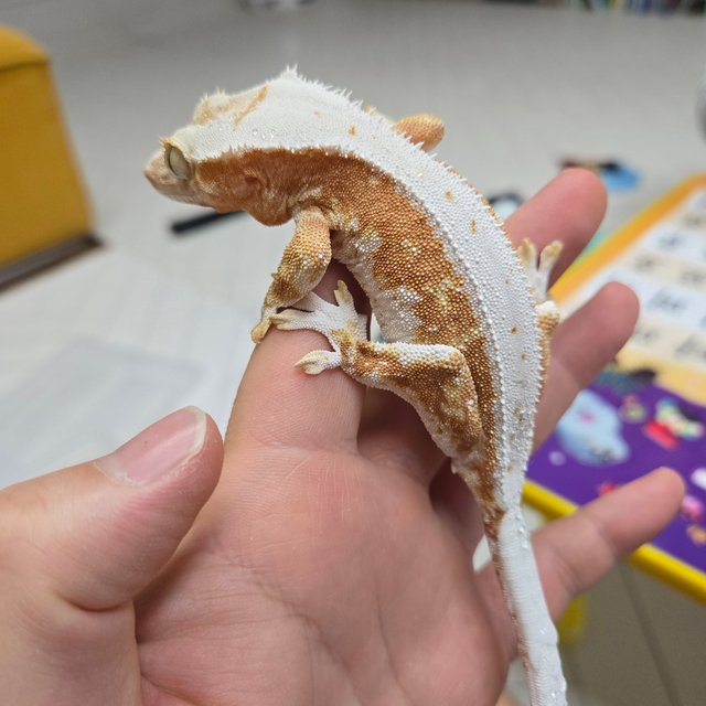 릴리100%헷아잔틱