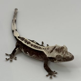 아잔틱 풀핀 화이트 블랙