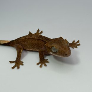 100%헷아잔틱 팬텀