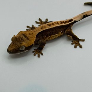 100%헷아잔틱 풀핀