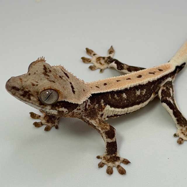 릴리100%헷아잔틱