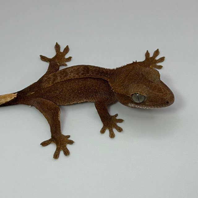 100%헷아잔틱 팬텀