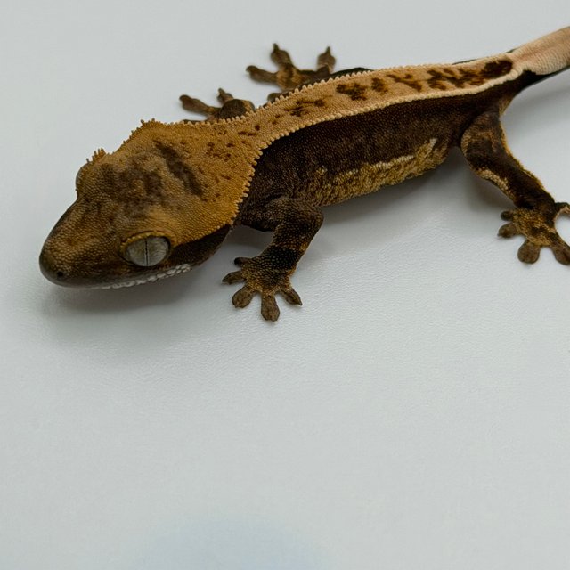 100%헷아잔틱 풀핀