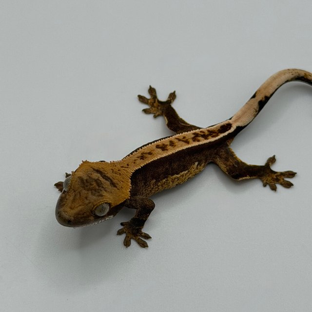 100%헷아잔틱 풀핀