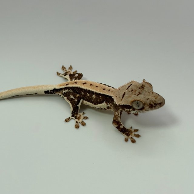 릴리100%헷아잔틱