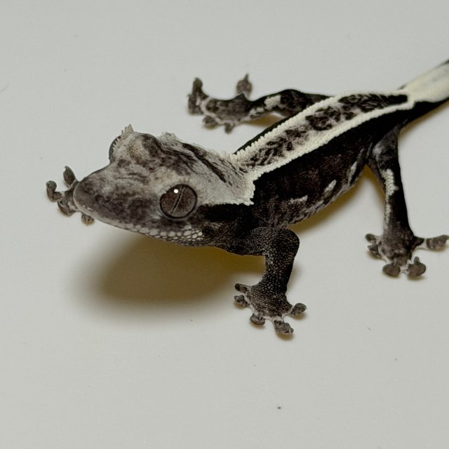 아잔틱 풀핀 화이트 블랙