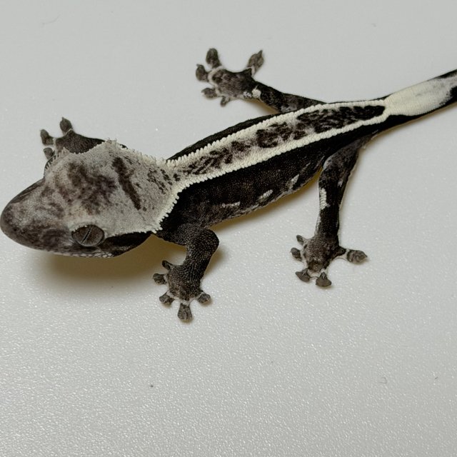 아잔틱 풀핀 화이트 블랙